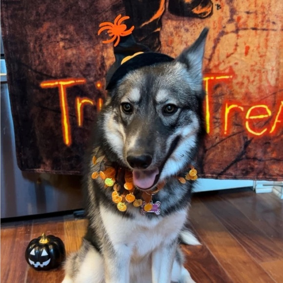 Meet your Posher, Candice - Picture 5 of 6